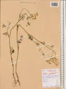 Anethum graveolens L., Eastern Europe, Belarus (E3a) (Belarus)