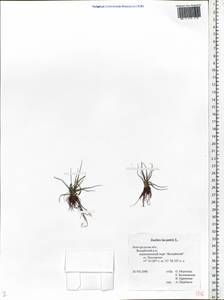 Isoetes lacustris L., Eastern Europe, North-Western region (E2) (Russia)