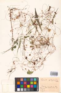 Cuscuta epithymum (L.) L., Eastern Europe, Moscow region (E4a) (Russia)