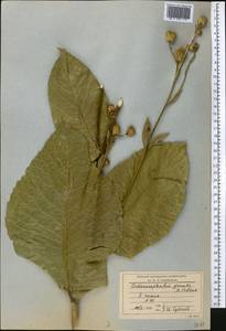 Inula grandis Schrenk ex Fisch. & C. A. Mey., Middle Asia, Western Tian Shan & Karatau (M3) (Kyrgyzstan)