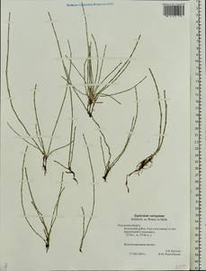 Equisetum variegatum Schleich., Eastern Europe, Central region (E4) (Russia)