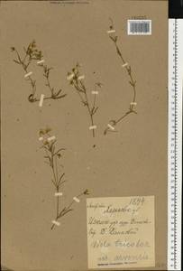 Viola tricolor L., Eastern Europe, North Ukrainian region (E11) (Ukraine)