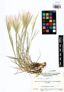 Hordeum jubatum L., Siberia, Baikal & Transbaikal region (S4) (Russia)