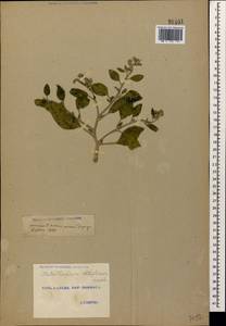 Heliotropium ellipticum Ledeb., Caucasus, Georgia (K4) (Georgia)