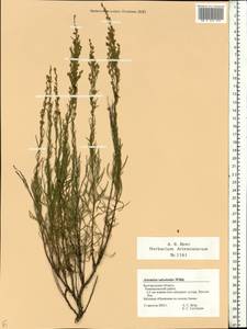 Artemisia salsoloides Willd., Eastern Europe, Central forest-and-steppe region (E6) (Russia)