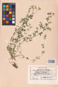 Lotus corniculatus L., Eastern Europe, Central region (E4) (Russia)