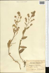 Lepidium latifolium L., Middle Asia, Pamir & Pamiro-Alai (M2) (Kyrgyzstan)