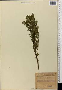 Chrysojasminum fruticans (L.) Banfi, Caucasus, Azerbaijan (K6) (Azerbaijan)