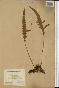 Alansmia cultrata (Bory ex Willd.) Moguel & M. Kessler, America (AMER) (Puerto Rico)