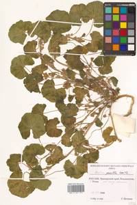 Malva pusilla Sm., Siberia, Russian Far East (S6) (Russia)