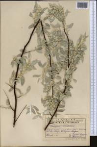 Elaeagnus angustifolia subsp. orientalis (L.) Soják, Middle Asia, Karakum (M6) (Turkmenistan)