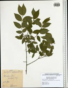 Euonymus verrucosus Scop., Eastern Europe, Central region (E4) (Russia)