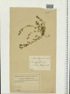 Scleranthus annuus L., Eastern Europe, Western region (E3) (Russia)