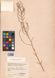 Ofaiston monandrum (Pall.) Moq., Eastern Europe, Lower Volga region (E9) (Russia)