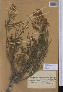 Hedysarum cretaceum DC., Middle Asia, Caspian Ustyurt & Northern Aralia (M8) (Kazakhstan)
