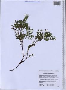 Sibbaldianthe bifurca subsp. orientalis (Juz.) Kurtto & T. Erikss., Siberia, Baikal & Transbaikal region (S4) (Russia)