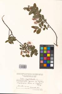 Salix myrtilloides L., Eastern Europe, Moscow region (E4a) (Russia)