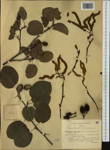Alnus cordata (Loisel.) Duby, Western Europe (EUR) (Italy)