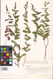 MHA 0 158 421, Mentha spicata L., Eastern Europe, Lower Volga region (E9) (Russia)