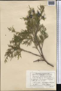 Juniperus excelsa subsp. polycarpos (K. Koch) Takht., Middle Asia, Pamir & Pamiro-Alai (M2) (Kyrgyzstan)