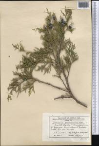 Juniperus excelsa subsp. polycarpos (K.Koch) Takht., Middle Asia, Pamir & Pamiro-Alai (M2) (Kyrgyzstan)