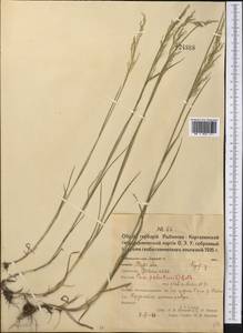 Poa palustris L., Middle Asia, Northern & Central Kazakhstan (M10) (Kazakhstan)