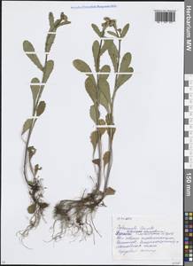 Leucanthemum vulgare Lam., Eastern Europe, Moscow region (E4a) (Russia)