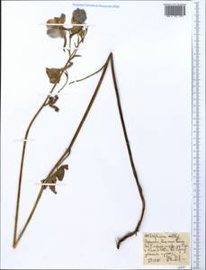 Delphinium leroyi Franch. ex Huth, Africa (AFR) (Ethiopia)