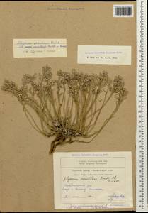 Alyssum persicum Boiss., Caucasus, Armenia (K5) (Armenia)