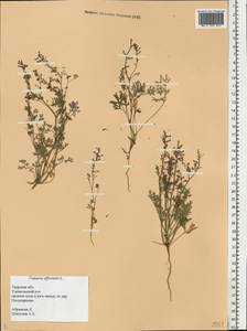 Fumaria officinalis L., Eastern Europe, North-Western region (E2) (Russia)