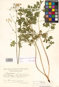 Physospermum cornubiense (L.) DC., Eastern Europe, Rostov Oblast (E12a) (Russia)