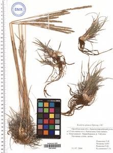 Koeleria glauca (Spreng.) DC., Eastern Europe, Eastern region (E10) (Russia)