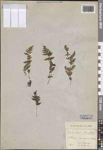 Woodsia fragilis (Trev.) Moore, Caucasus, North Ossetia, Ingushetia & Chechnya (K1c) (Russia)