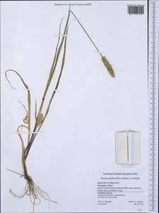 Setaria pumila (Poir.) Roem. & Schult., Western Europe (EUR) (Germany)