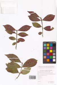 Euonymus alatus (Thunb.) Siebold, Siberia, Russian Far East (S6) (Russia)