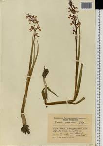 Anacamptis palustris (Jacq.) R.M.Bateman, Pridgeon & M.W.Chase, Eastern Europe, Moldova (E13a) (Moldova)
