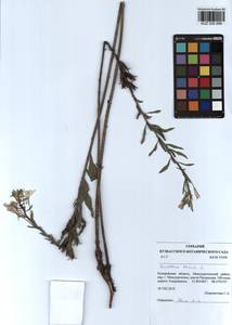 Oenothera biennis L., Siberia, Altai & Sayany Mountains (S2) (Russia)