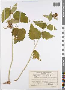 Campanula trachelium L., Eastern Europe, Moscow region (E4a) (Russia)