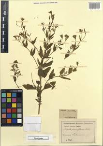 Nepeta ucranica subsp. parviflora (M.Bieb.) M.Masclans, Eastern Europe, Rostov Oblast (E12a) (Russia)