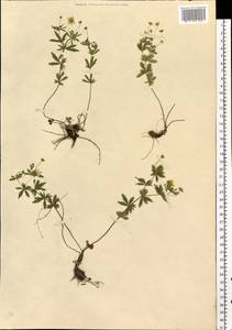 Potentilla erecta (L.) Raeusch., Eastern Europe, West Ukrainian region (E13) (Ukraine)