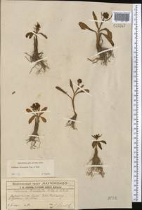 Valeriana chionophila Popov & Kult., Middle Asia, Western Tian Shan & Karatau (M3) (Kazakhstan)