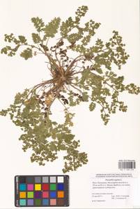 Potentilla supina L., Eastern Europe, Lower Volga region (E9) (Russia)