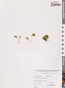 Viola epipsila subsp. repens (Turcz.) W.Becker, Siberia, Chukotka & Kamchatka (S7) (Russia)