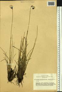 Eriophorum brachyantherum Trautv. & C.A.Mey., Siberia, Altai & Sayany Mountains (S2) (Russia)