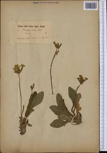 Primula elatior (L.) L., Western Europe (EUR) (Not classified)