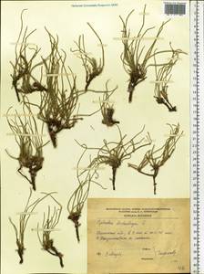 Ephedra distachya L., Eastern Europe, South Ukrainian region (E12) (Ukraine)