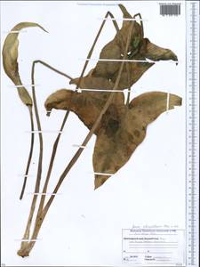Arum italicum subsp. albispathum (Steven ex Ledeb.) Prime, Caucasus, Abkhazia (K4a) (Abkhazia)