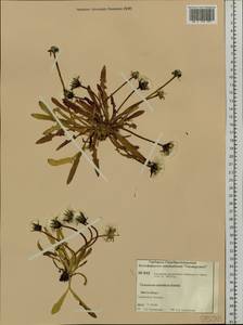 Taraxacum ceratophorum (Ledeb.) DC., Siberia, Central Siberia (S3) (Russia)