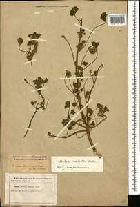 Malva neglecta Wallr., Caucasus, Azerbaijan (K6) (Azerbaijan)