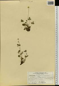 Potentilla chamissonis Hultén, Siberia, Central Siberia (S3) (Russia)
